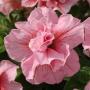 Seminte profesionale  Petunia grandiflora - flori duble - imagine 48759